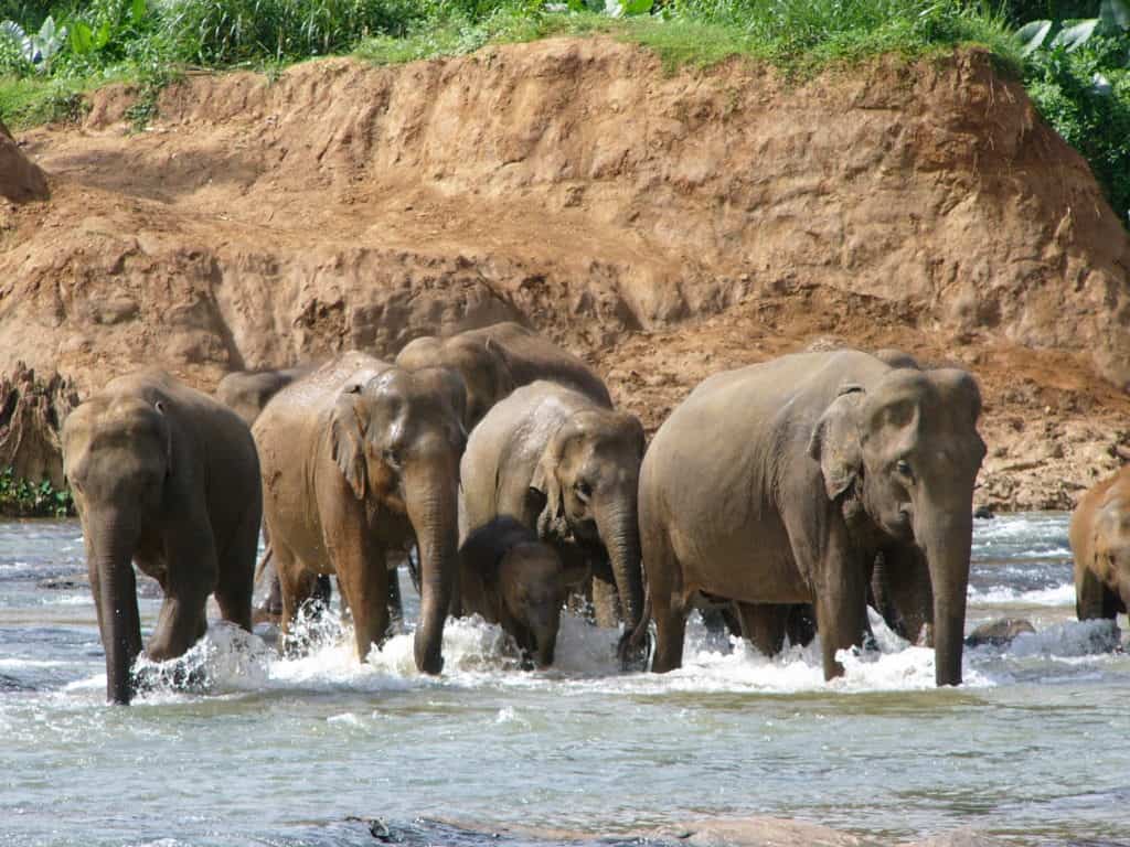 Experience Travel stop offering trips to the Pinnawela Elephant ...