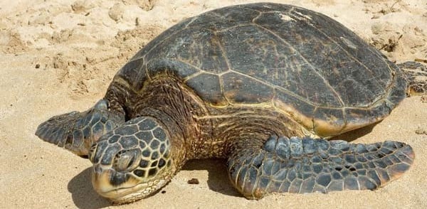 Turtle Safaris at Rekawa Beach - ETG Blog