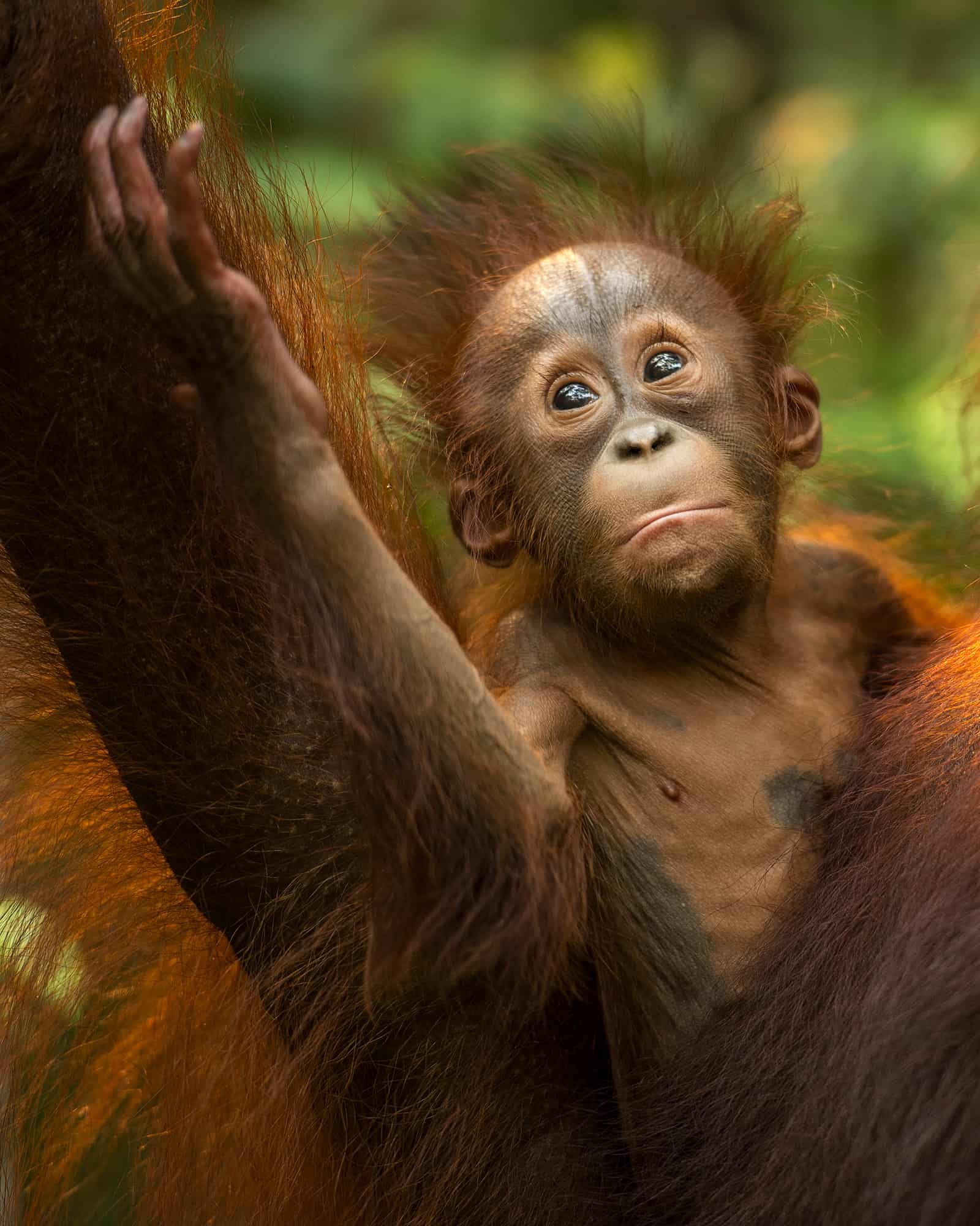 borneo orang utan baby 1