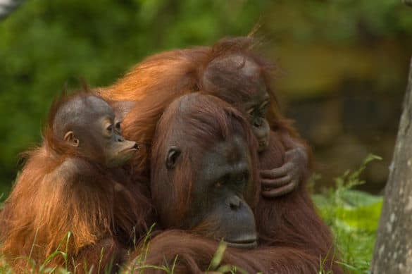 Best Places To See Orangutans In Borneo Borneo Orangutans 1376