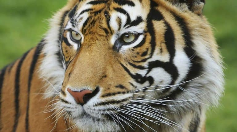 Tiger numbers on the rise in South India - ETG Blog