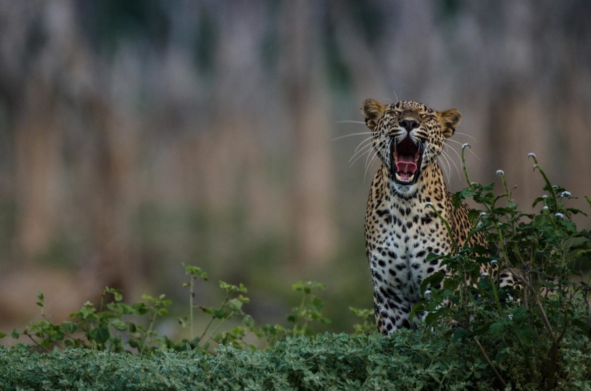 What are the best wildlife experiences in Sri Lanka? - ETG Blog