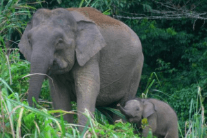 Guide To Borneo Pygmy Elephants - ETG Blog